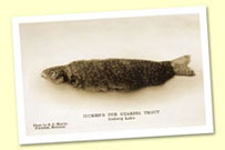 Hicken's Furbearing Trout