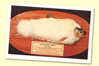 The Alpino-Pelted Trout