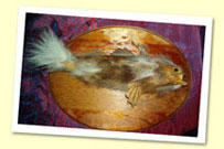 The Alpino-Pelted Beaver/Trout