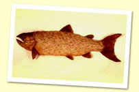 Takeshi Yamada's "Hairy" Trout