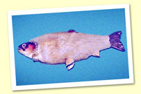 The Alpino-Pelted Trout